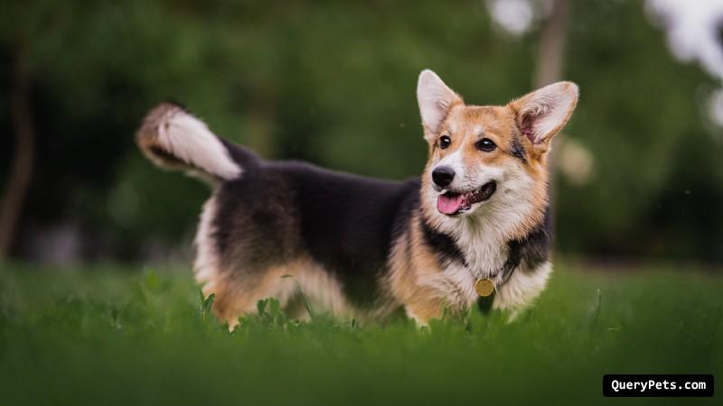 How Big Do Corgis Get? Understanding Their Size and Growth - Query Pets